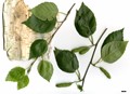 SpeciesSub: subsp. jacquemontii 'Doorenbos' SpeciesSub: subsp. jacquemontii 'Doorenbos'